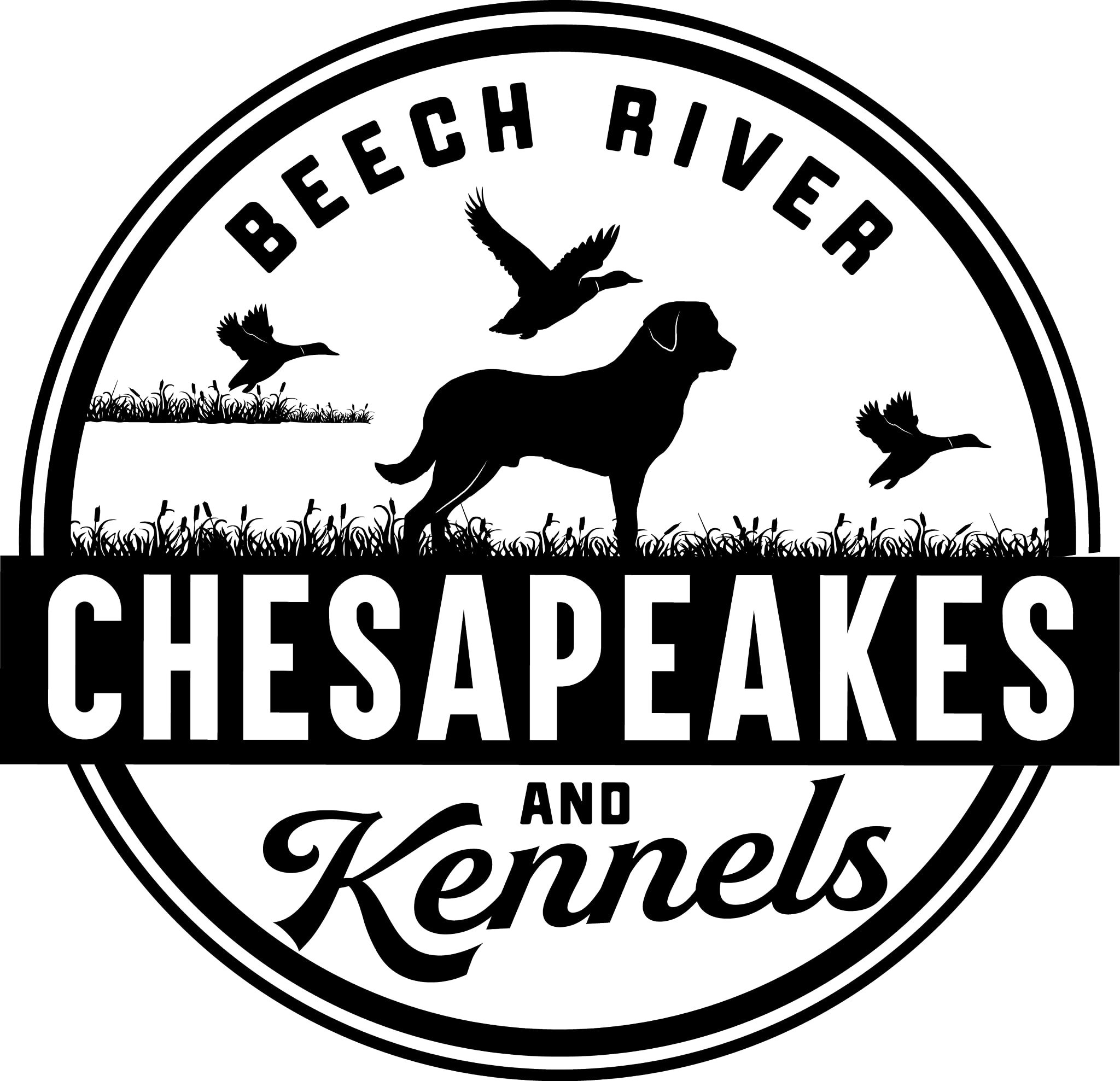 Beech best sale boarding kennels