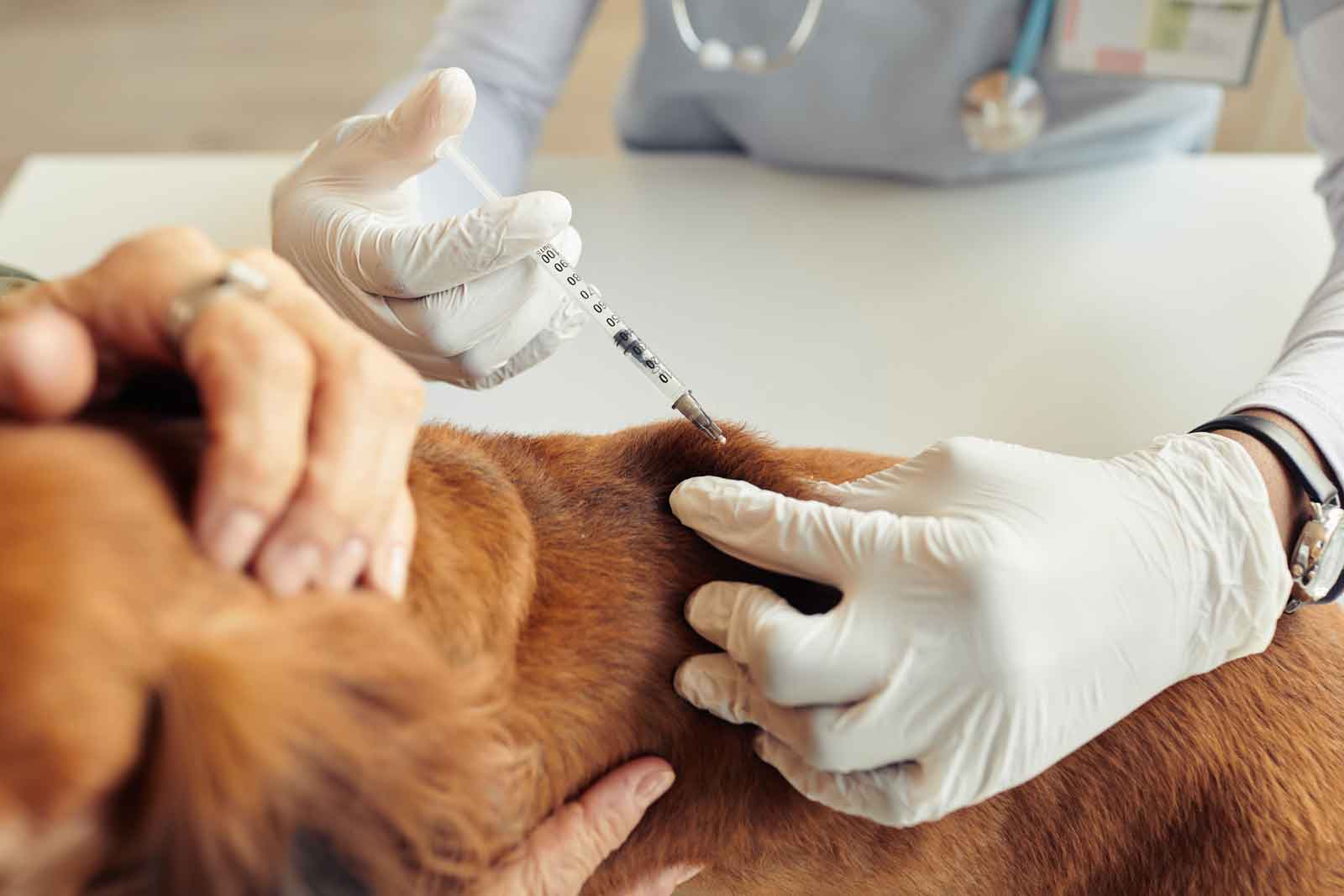 Required Vaccinations for Dog Boarding and Training